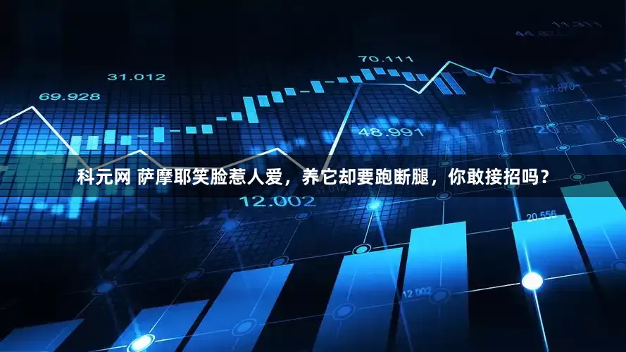 科元网 萨摩耶笑脸惹人爱，养它却要跑断腿，你敢接招吗？